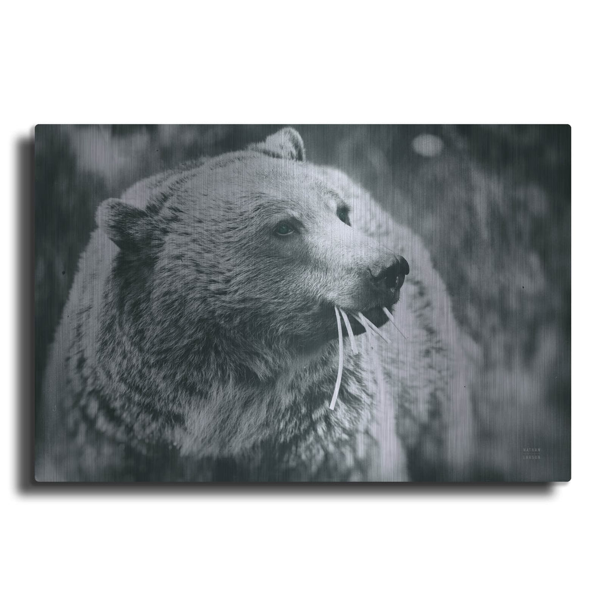 'Grizzly Snack' by Nathan Larson – Metal Wall Art