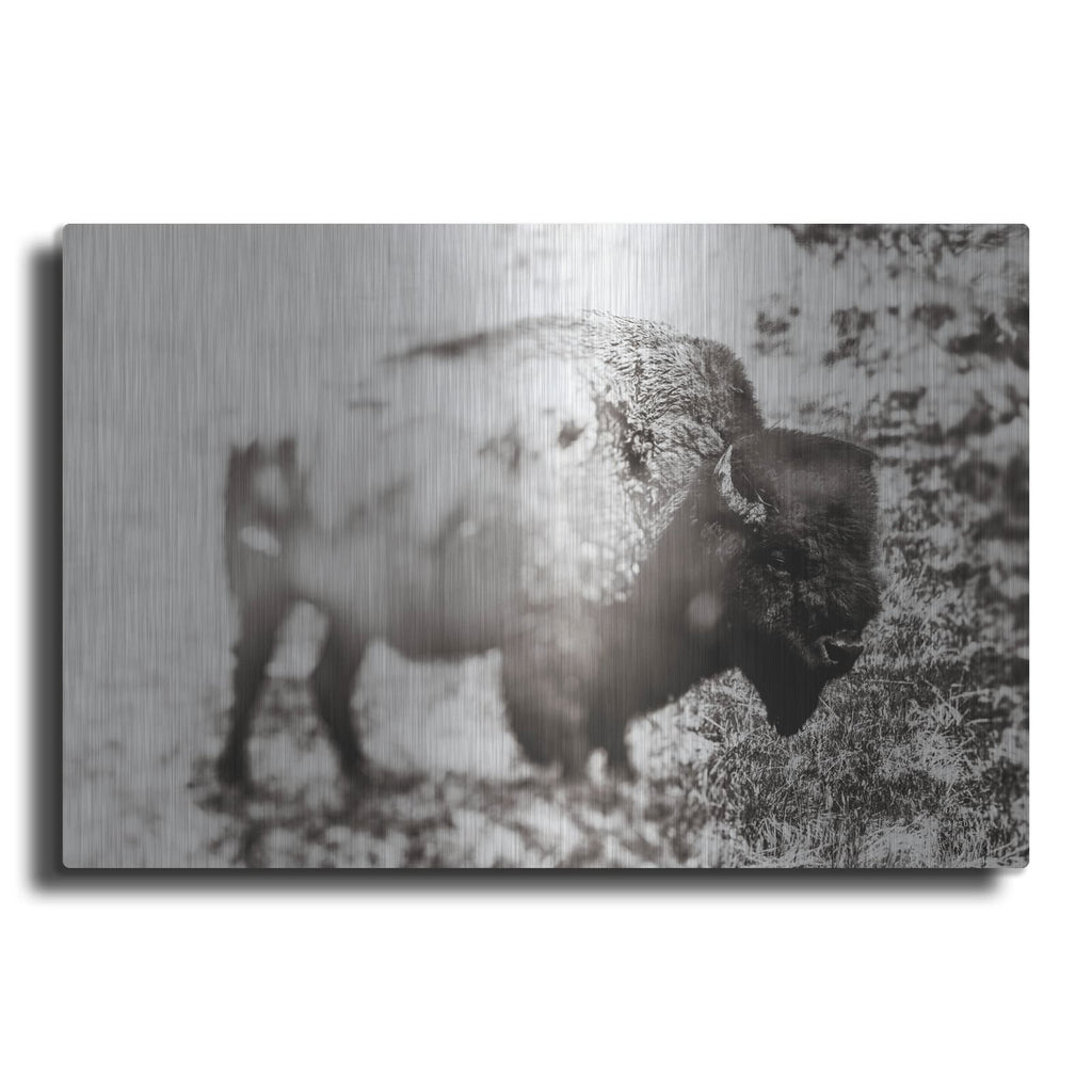 'Bison Dream' by Nathan Larson – Metal Wall Art