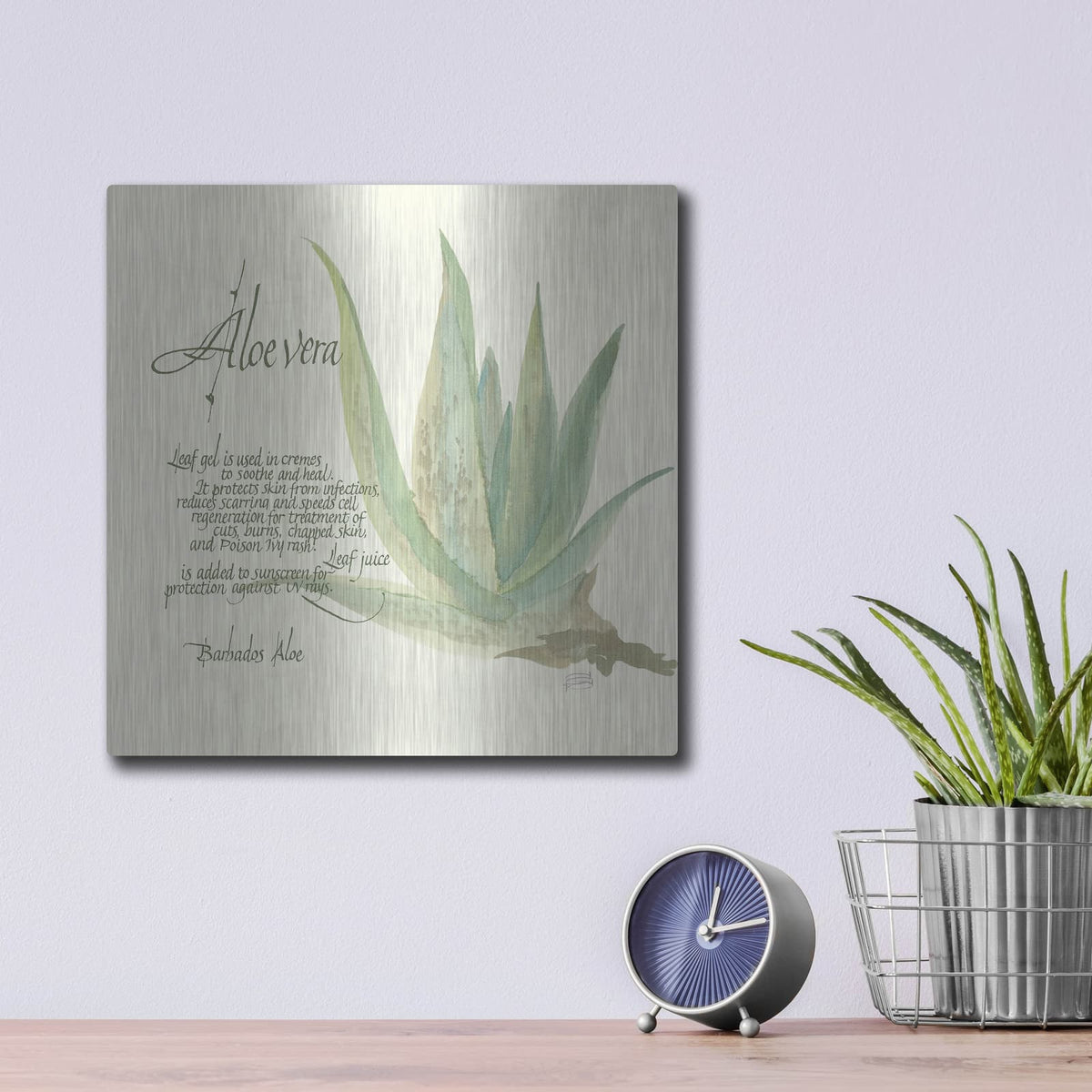 'Aloe Vera' by Chris Paschke – Metal Wall Art, 12x12 room view