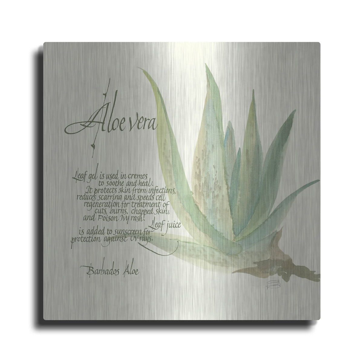 'Aloe Vera' by Chris Paschke – Metal Wall Art
