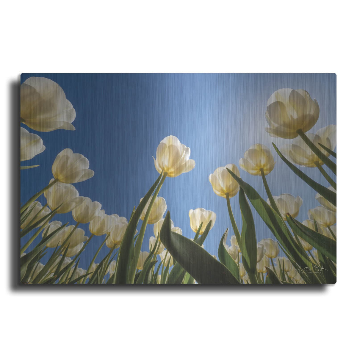 'Look Up in White' by Martin Podt – Metal Wall Art