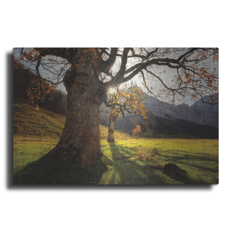 'The Star' by Martin Podt – Metal Wall Art