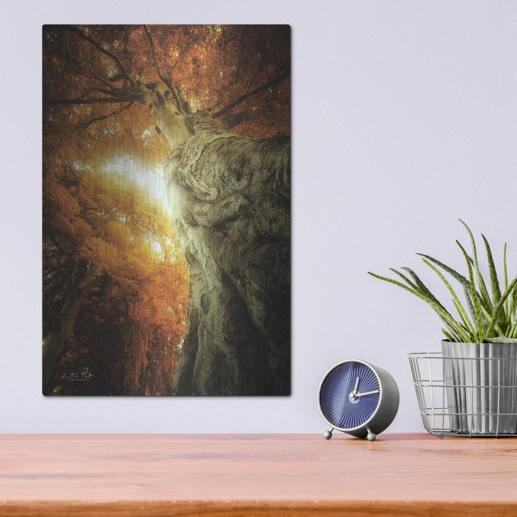 'Look Up Autumn' by Martin Podt – Metal Wall Art, 12x16 room view