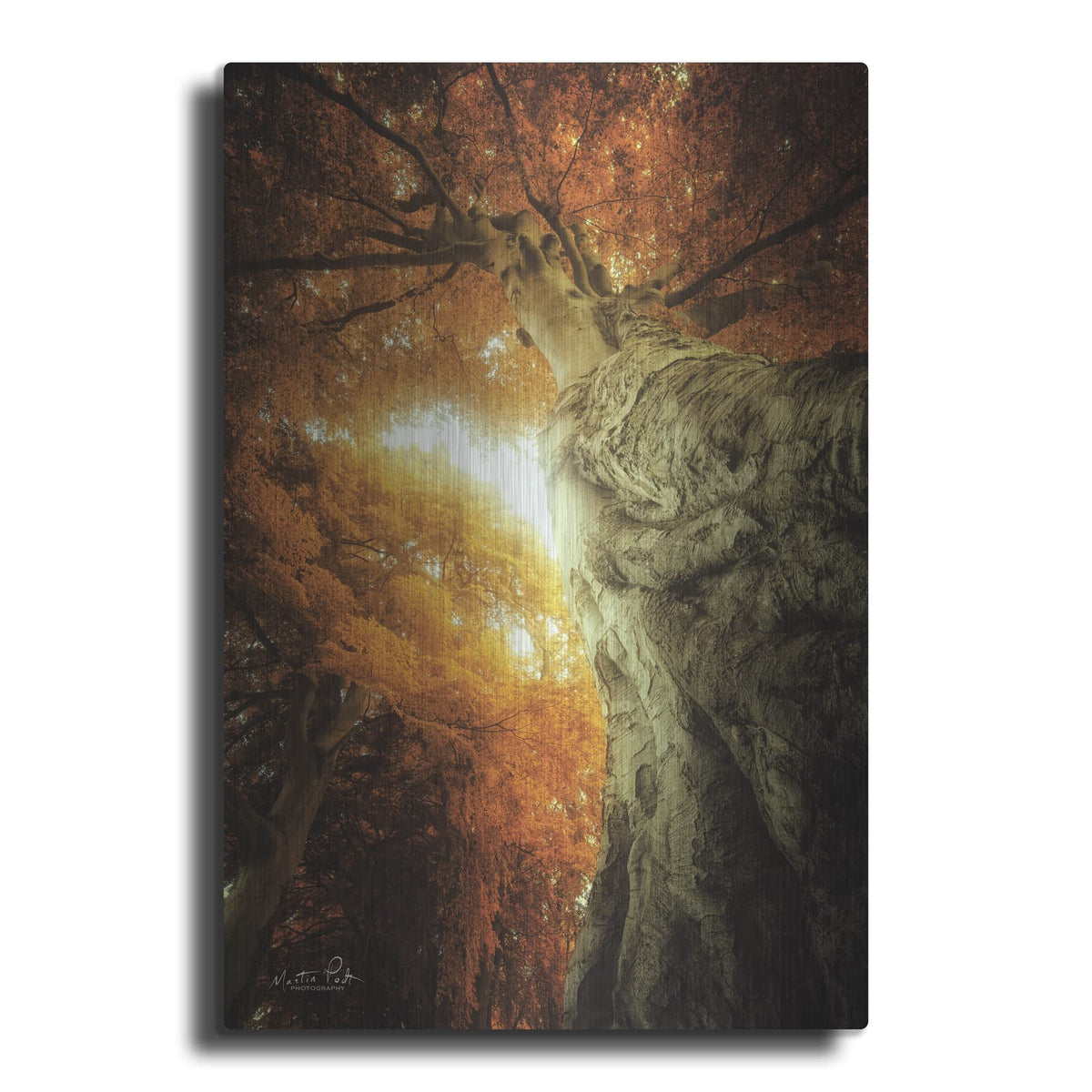 'Look Up Autumn' by Martin Podt – Metal Wall Art