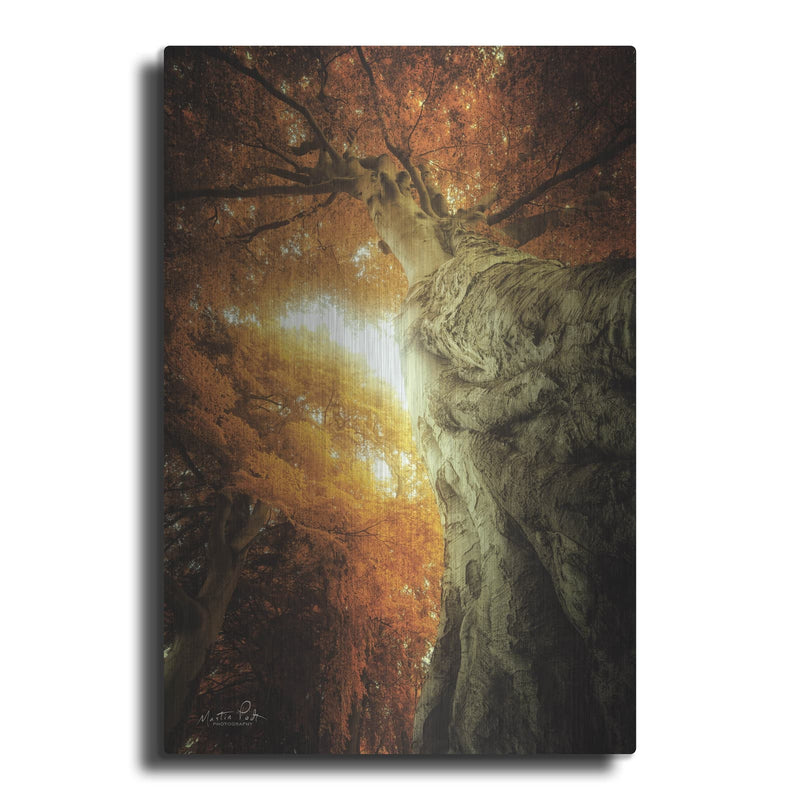 'Look Up Autumn' by Martin Podt – Metal Wall Art
