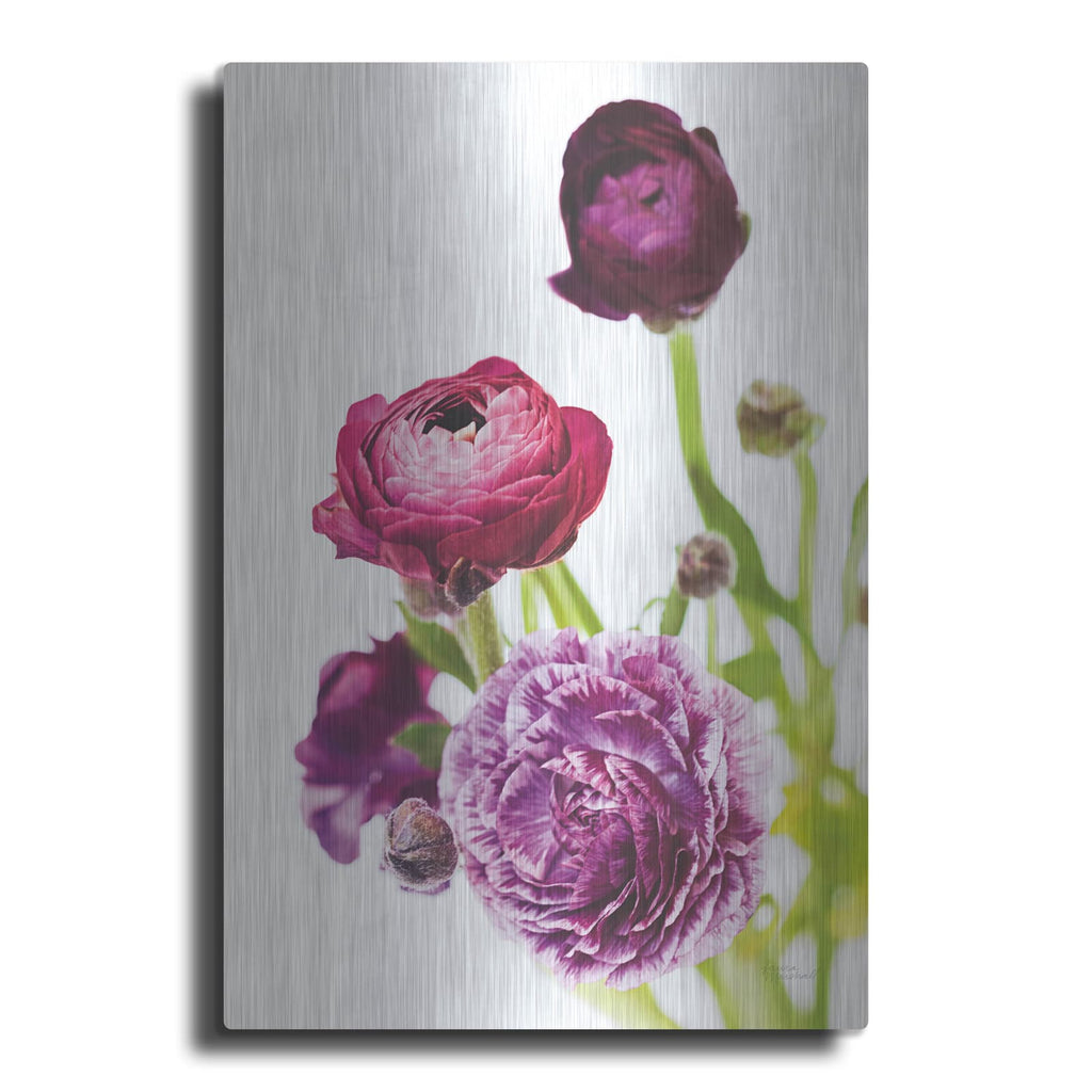 'Spring Ranunculus 6' by Laura Marshall – Metal Wall Art