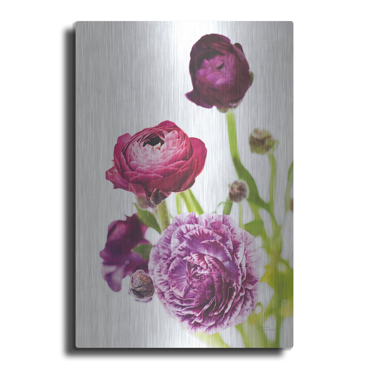'Spring Ranunculus 6' by Laura Marshall – Metal Wall Art