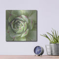 'Garden Succulents 2 Color' by Laura Marshall – Metal Wall Art, 12x12 room view