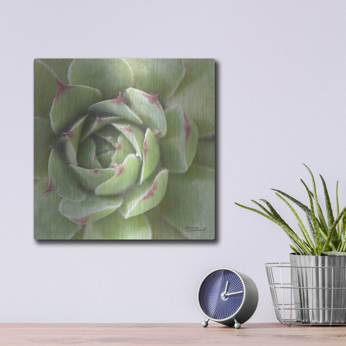 'Garden Succulents 2 Color' by Laura Marshall – Metal Wall Art, 12x12 room view
