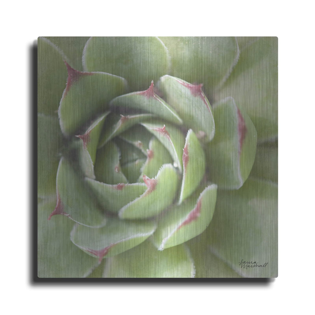 'Garden Succulents 2 Color' by Laura Marshall – Metal Wall Art