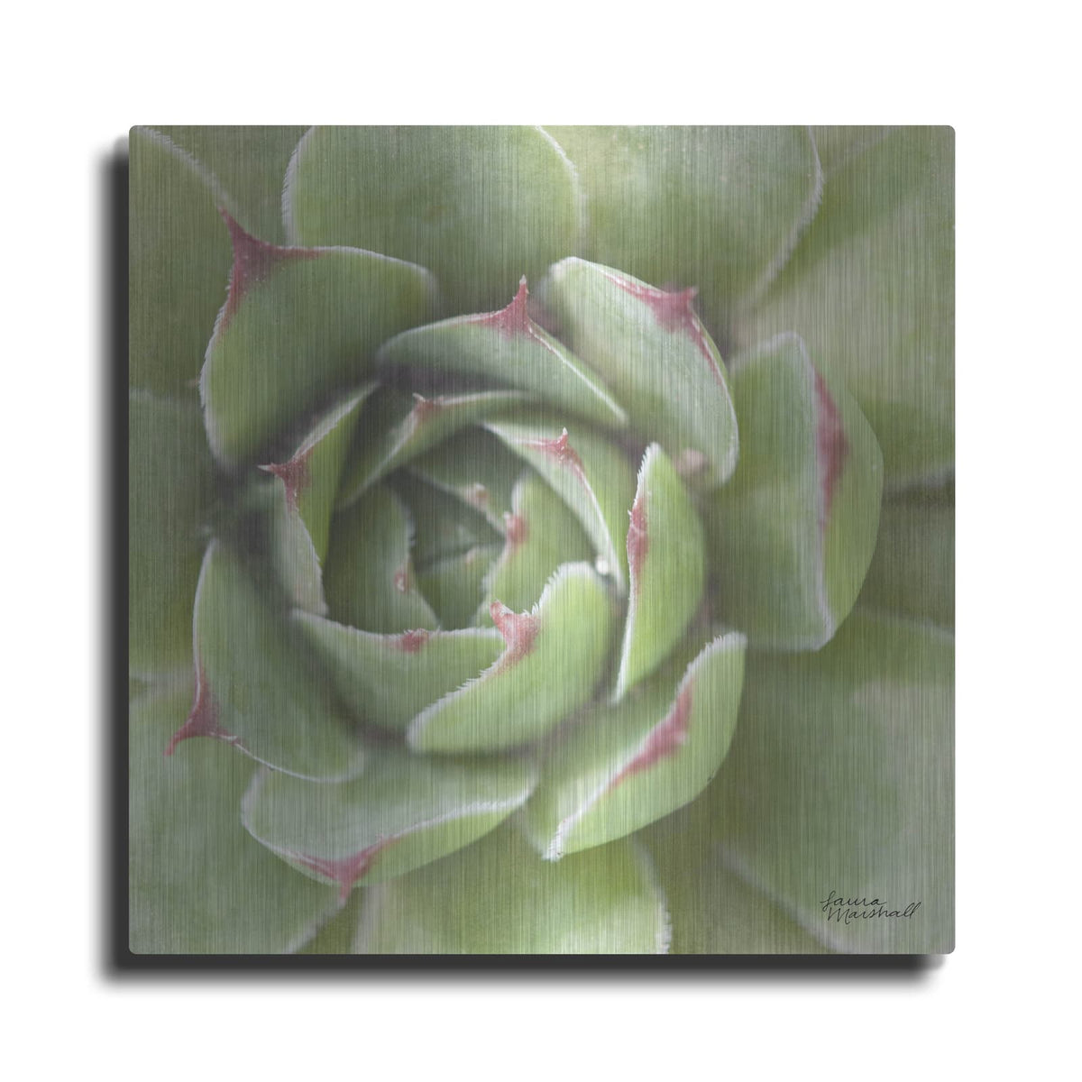 'Garden Succulents 2 Color' by Laura Marshall – Metal Wall Art