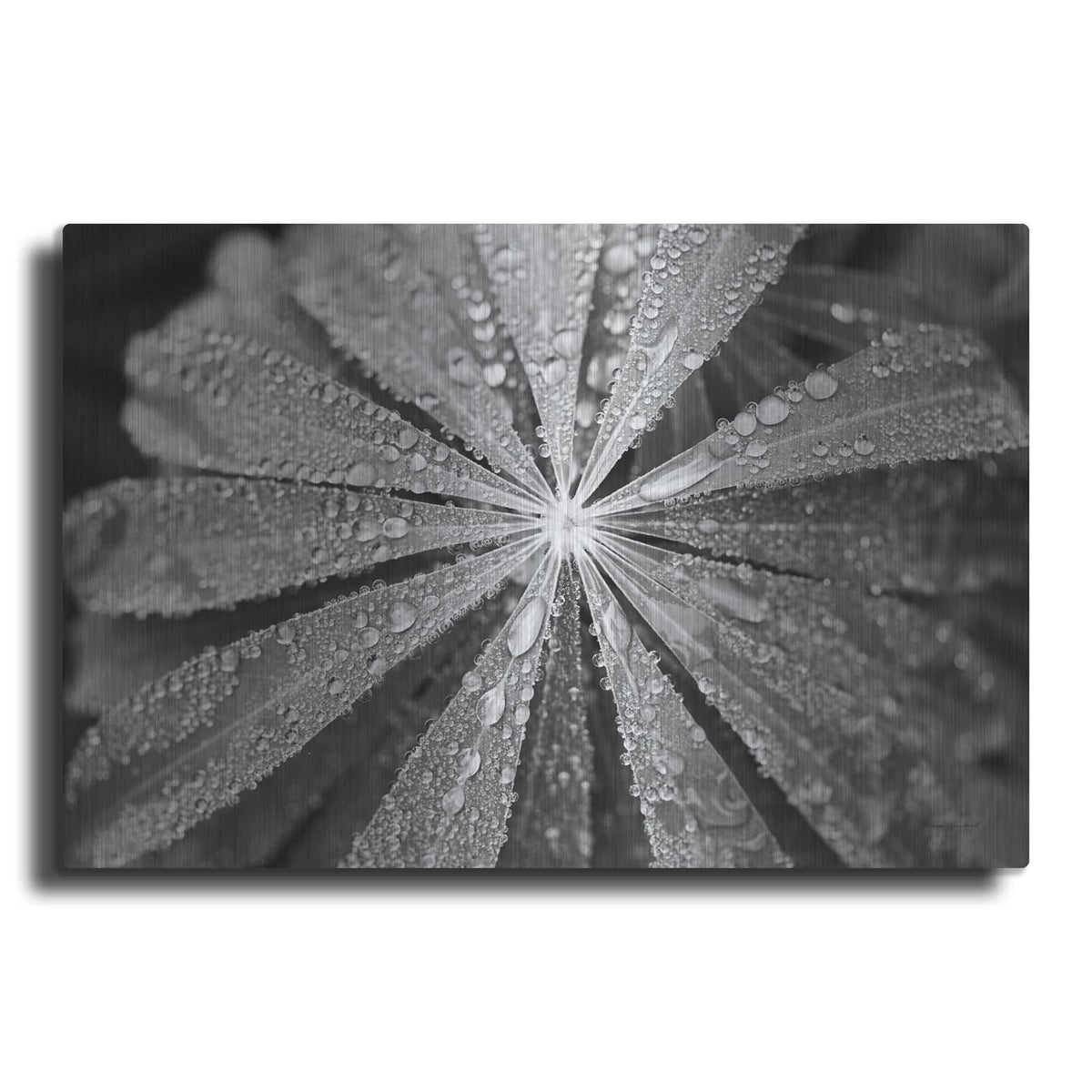 'Raindrops On Lupine' by Laura Marshall – Metal Wall Art