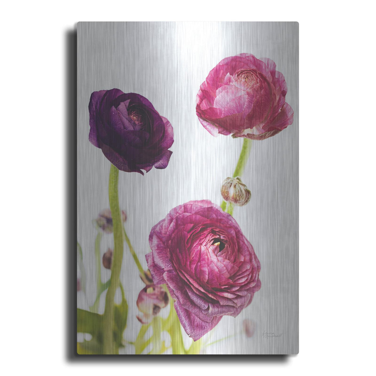 'Spring Ranunculus V' by Laura Marshall – Metal Wall Art