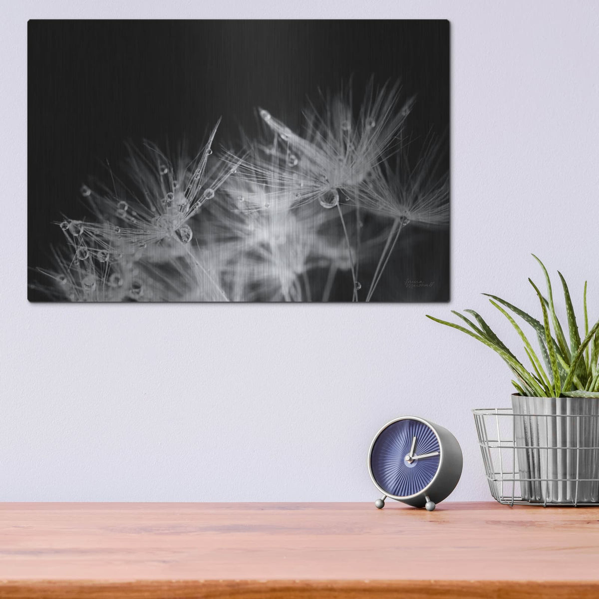 'Dandelion Dewdrops 2' by Laura Marshall – Metal Wall Art, 16x12 room view