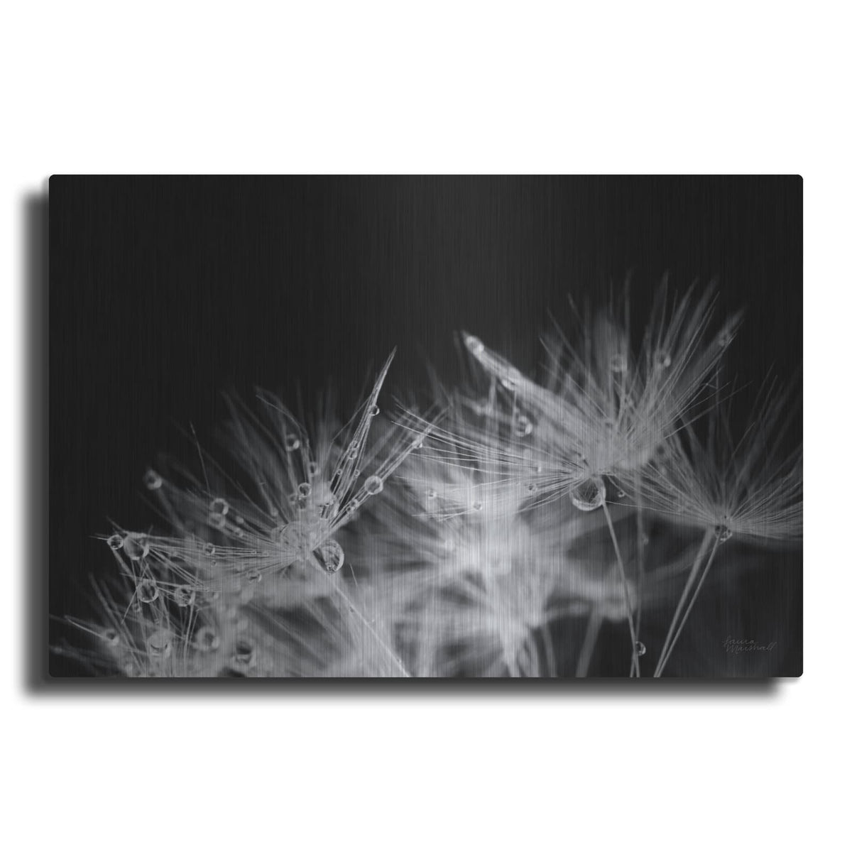 'Dandelion Dewdrops 2' by Laura Marshall – Metal Wall Art