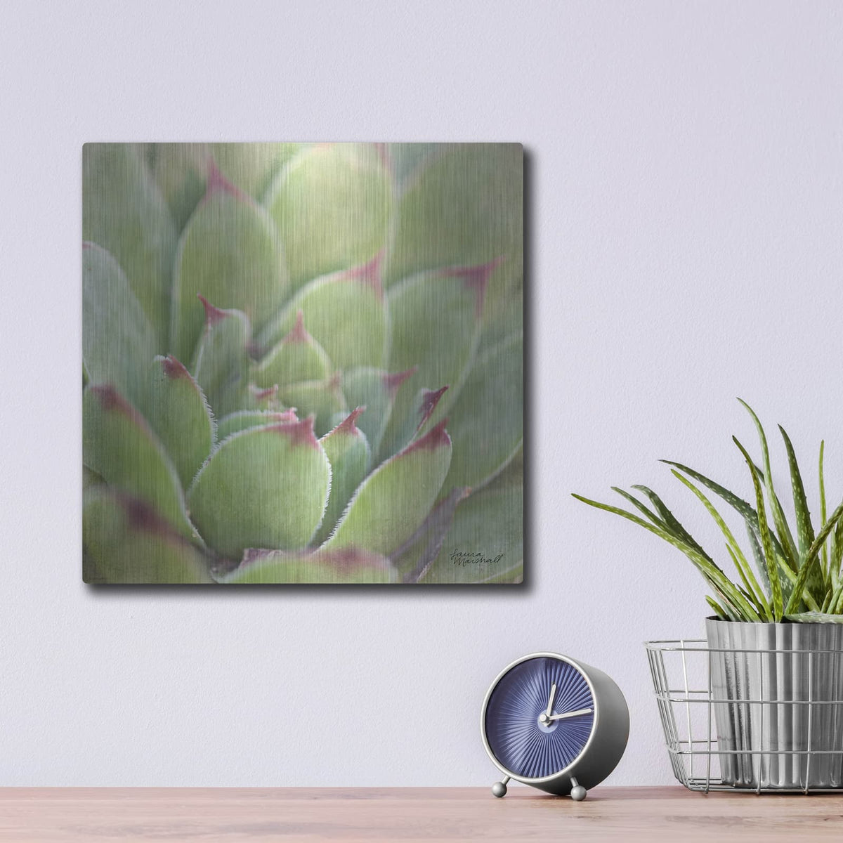 'Garden Succulents 1 Color' by Laura Marshall – Metal Wall Art, 12x12 room view