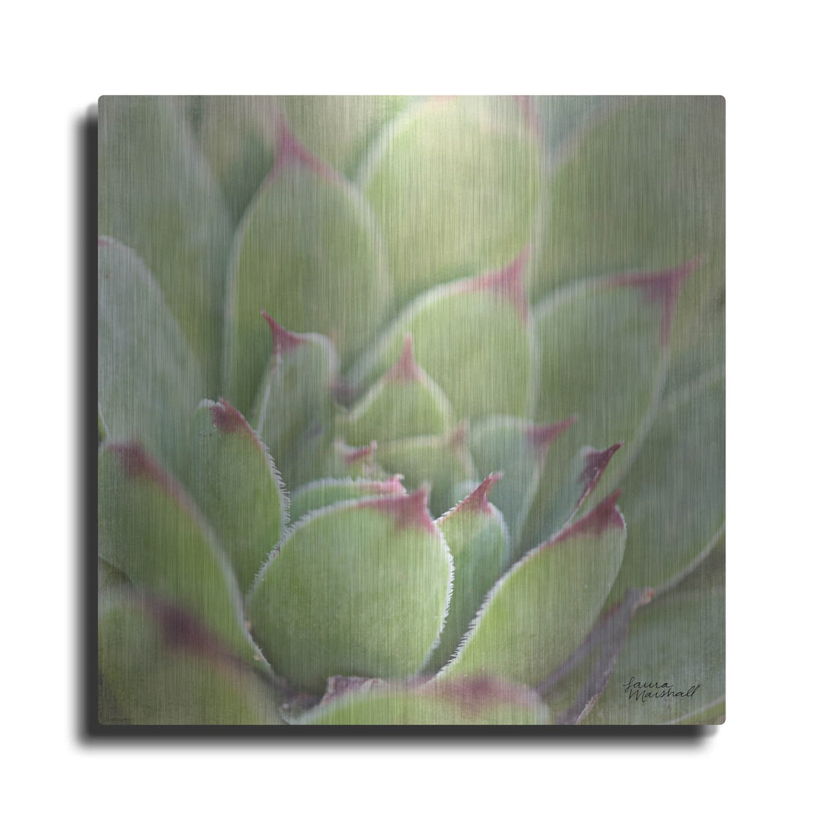 'Garden Succulents 1 Color' by Laura Marshall – Metal Wall Art