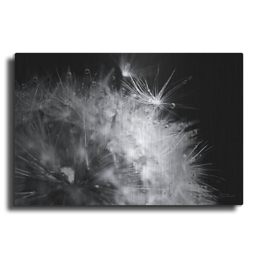 'Dandelion Dewdrops 1' by Laura Marshall – Metal Wall Art