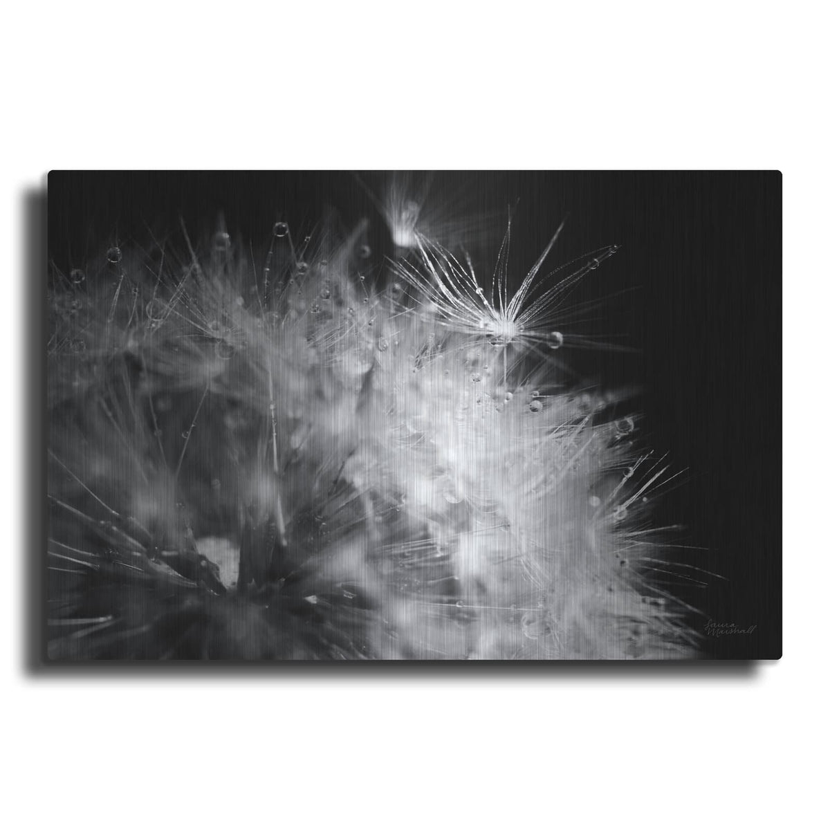 'Dandelion Dewdrops 1' by Laura Marshall – Metal Wall Art