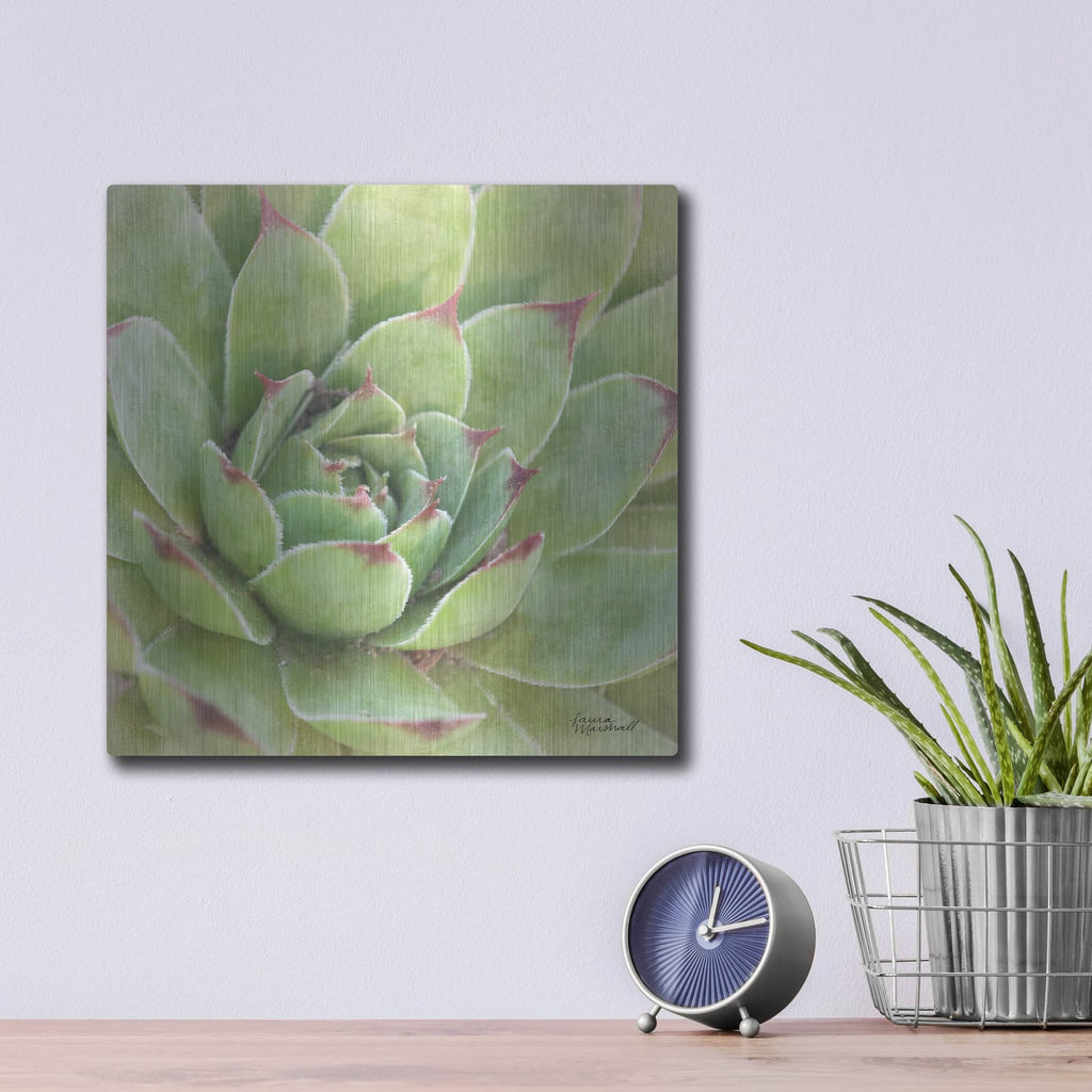 'Garden Succulents 4 Color' by Laura Marshall – Metal Wall Art, 12x12 room view