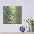 'Garden Succulents 4 Color' by Laura Marshall – Metal Wall Art, 12x12 room view