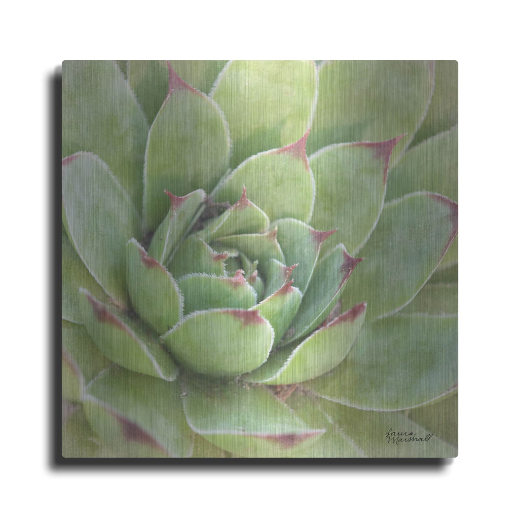 'Garden Succulents 4 Color' by Laura Marshall – Metal Wall Art