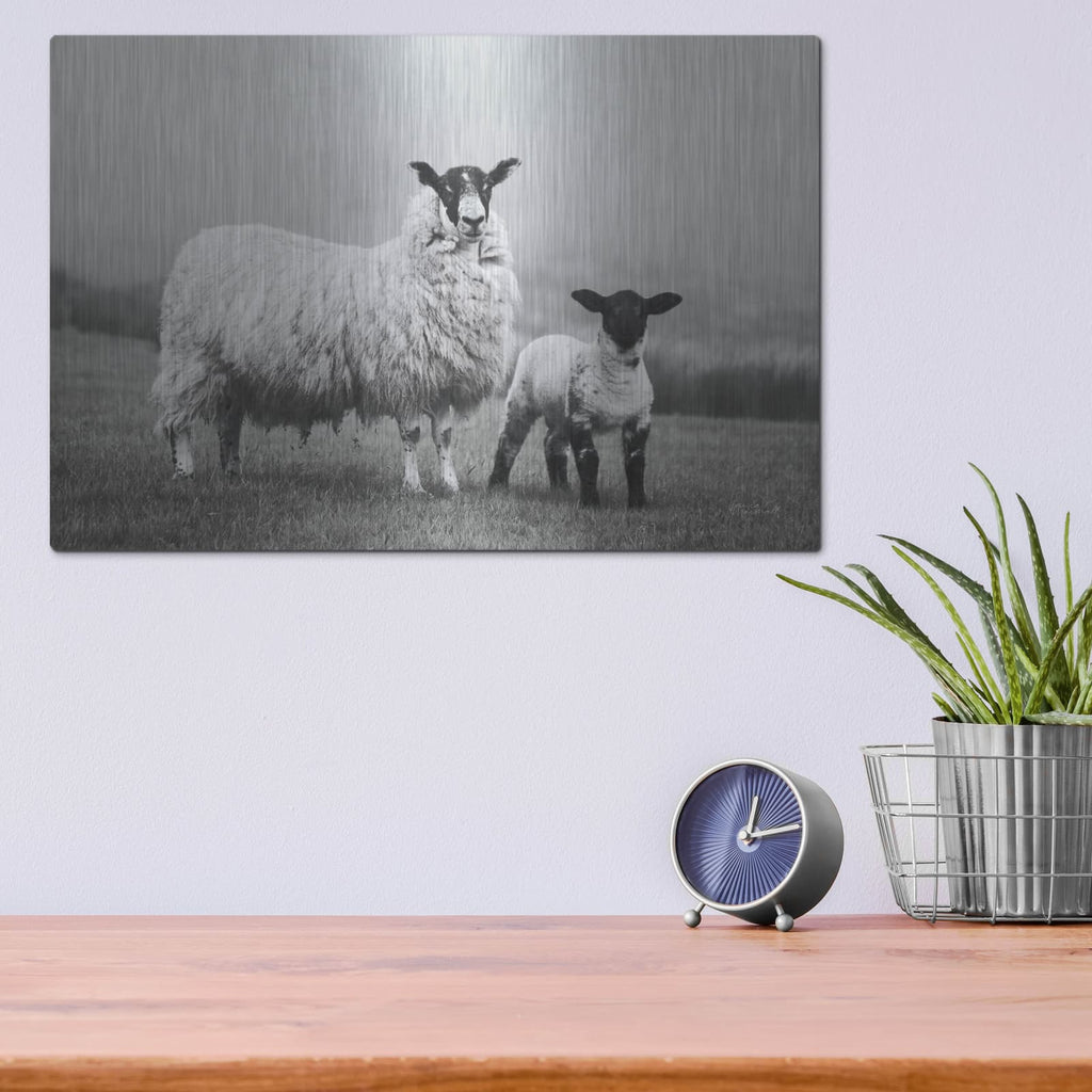 'Islay Sheep 1' by Laura Marshall – Metal Wall Art, 16x12 room view