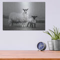 'Islay Sheep 1' by Laura Marshall – Metal Wall Art, 16x12 room view