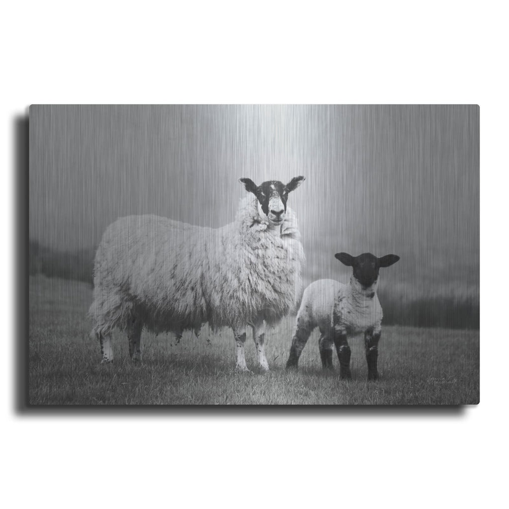 'Islay Sheep 1' by Laura Marshall – Metal Wall Art