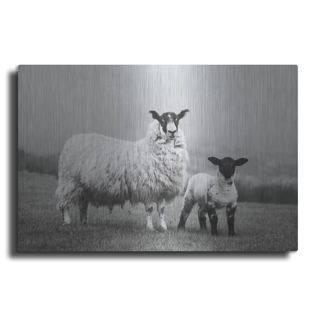 'Islay Sheep 1' by Laura Marshall – Metal Wall Art