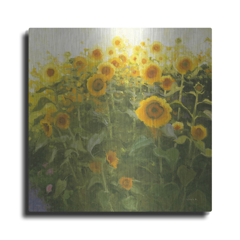 'Sunflower Field' by Shirley Novak – Metal Wall Art