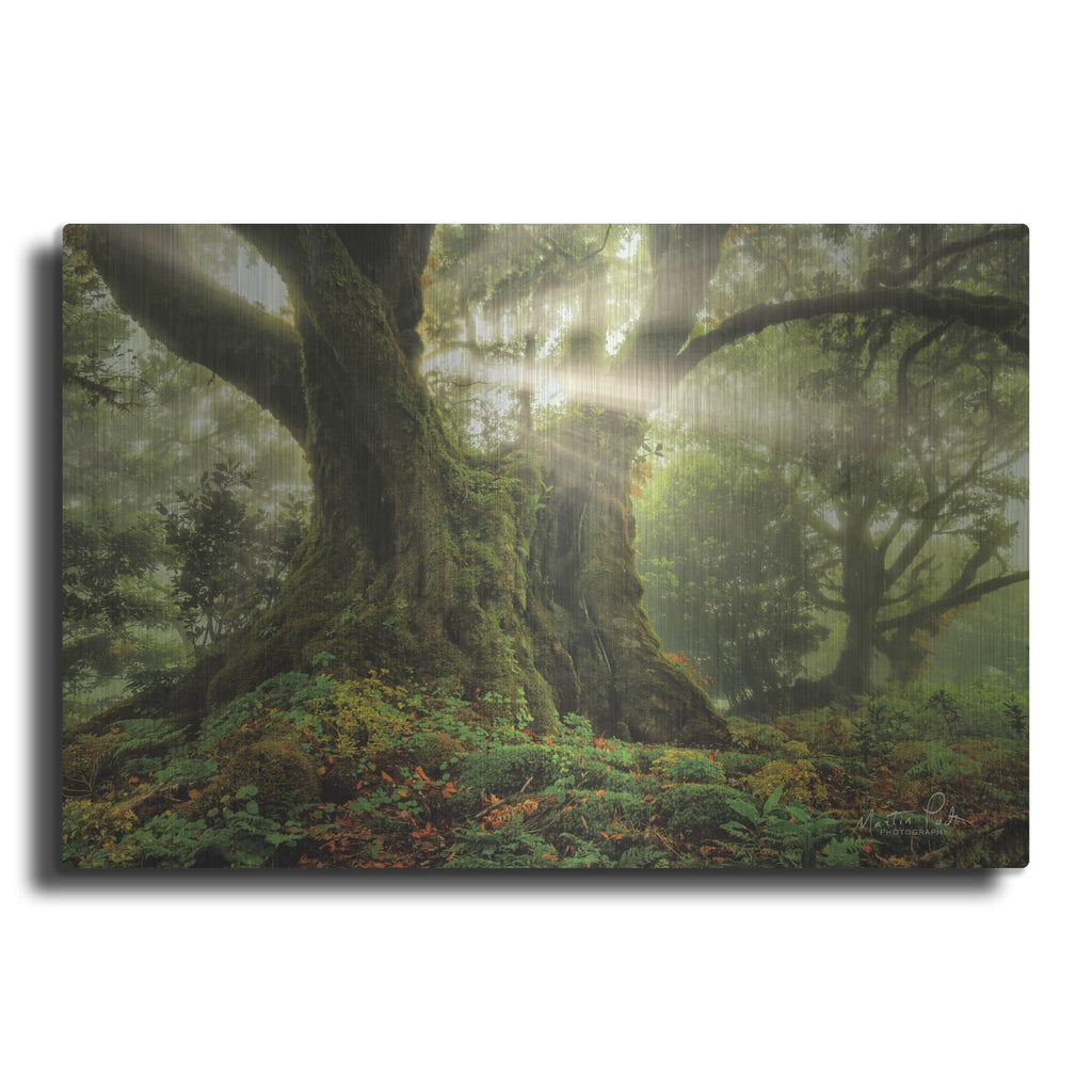 'One-Two Tree' by Martin Podt – Metal Wall Art