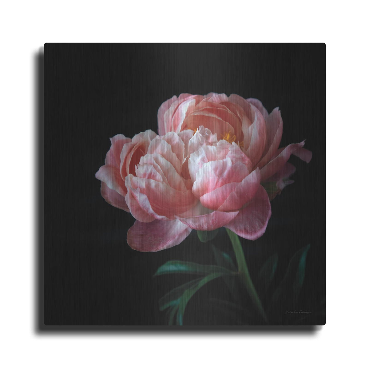 'Coral Peonies 5' by Debra Van Swearingen – Metal Wall Art