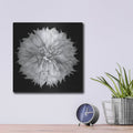 'Dahlia 1 Bw' by Debra Van Swearingen – Metal Wall Art, 12x12 room view