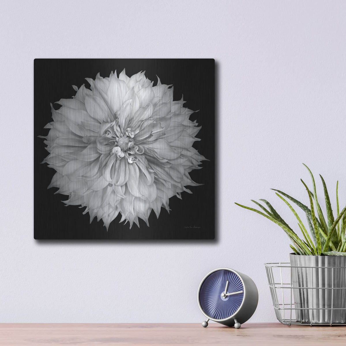 'Dahlia 1 Bw' by Debra Van Swearingen – Metal Wall Art, 12x12 room view