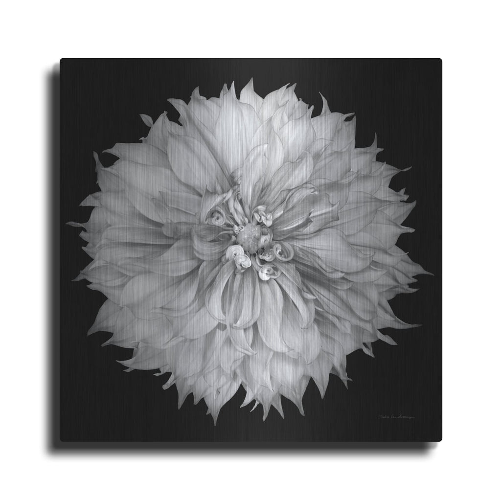 'Dahlia 1 Bw' by Debra Van Swearingen – Metal Wall Art