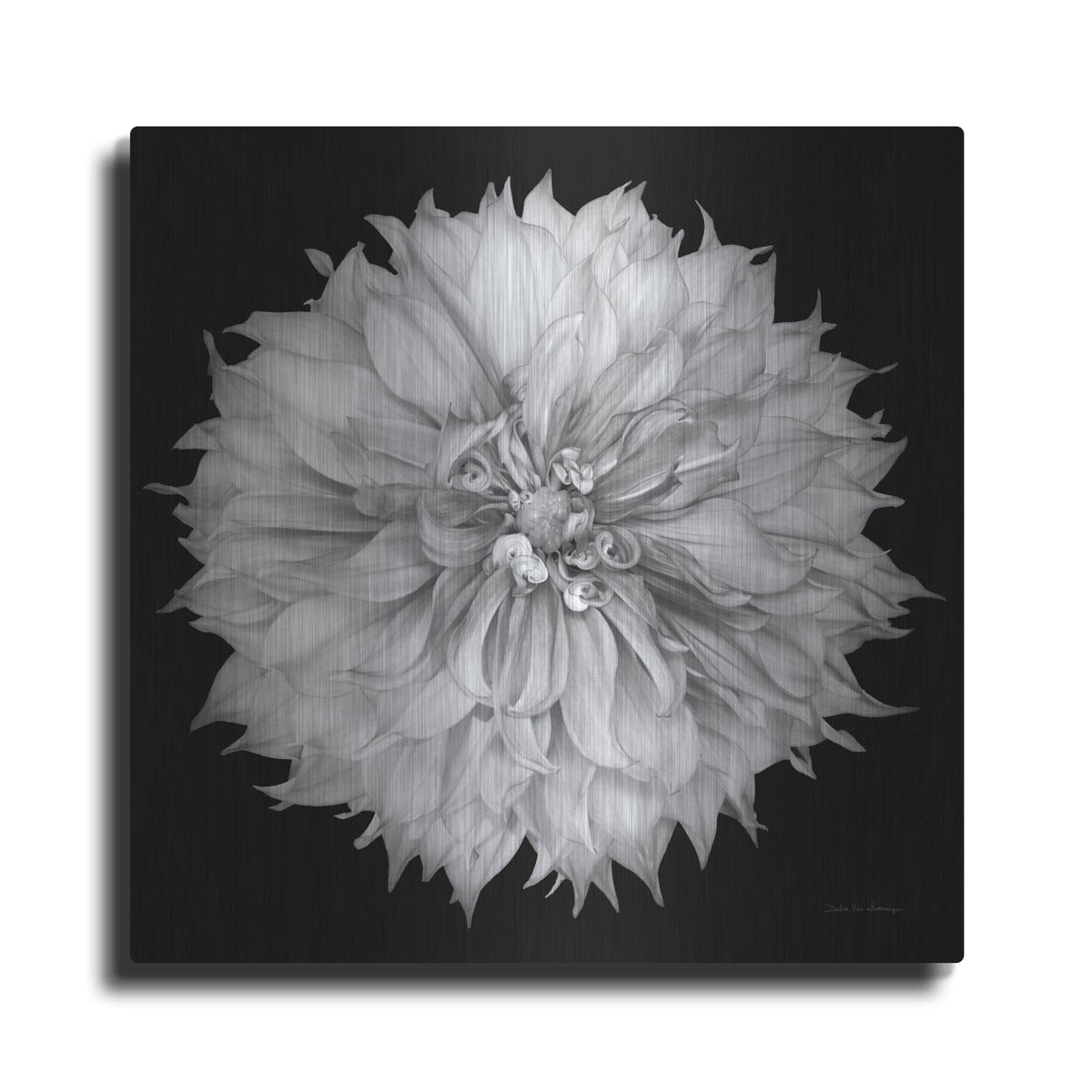'Dahlia 1 Bw' by Debra Van Swearingen – Metal Wall Art