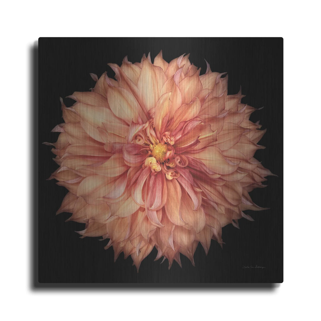 'Dahlia 1' by Debra Van Swearingen – Metal Wall Art