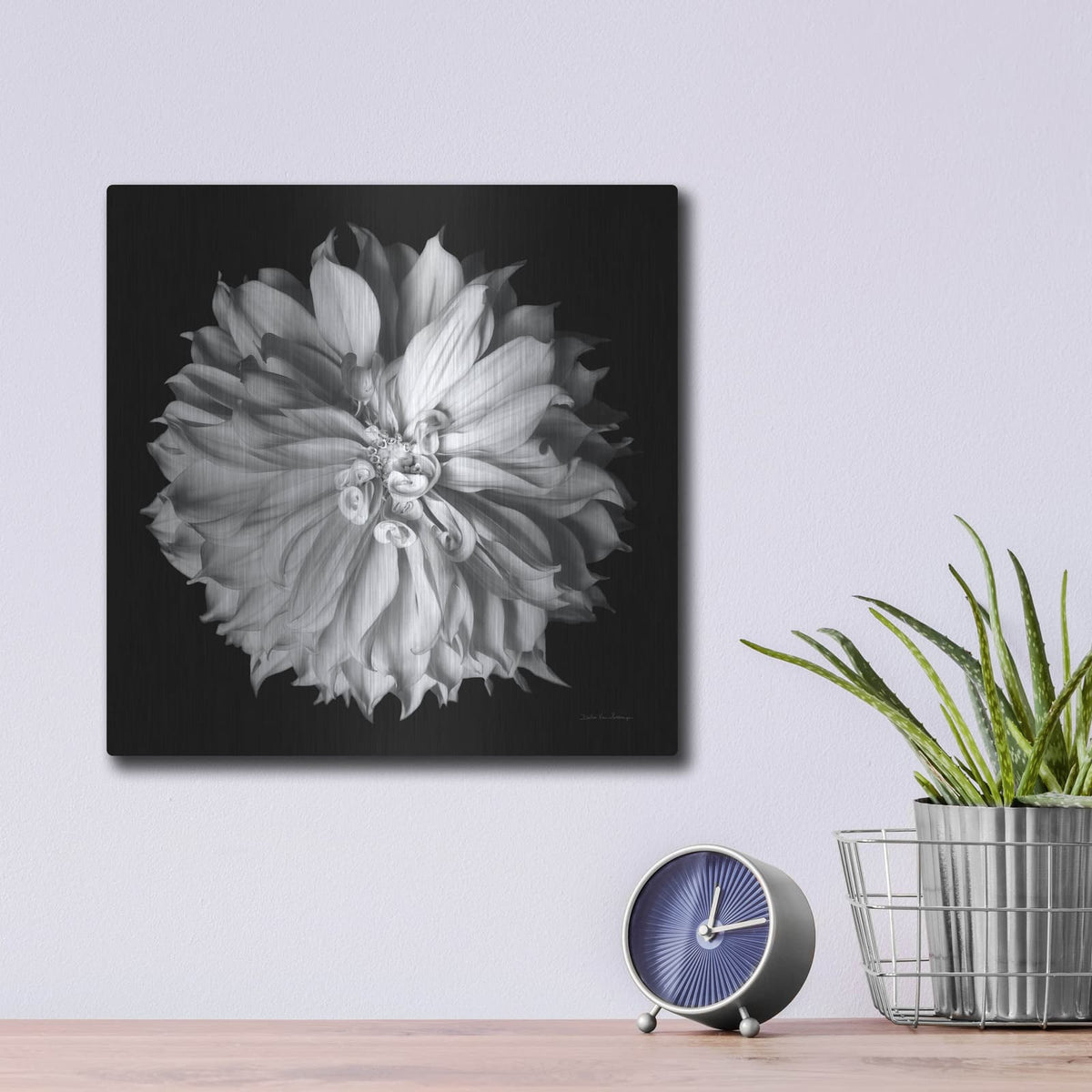 'Dahlia 2 Bw' by Debra Van Swearingen – Metal Wall Art, 12x12 room view