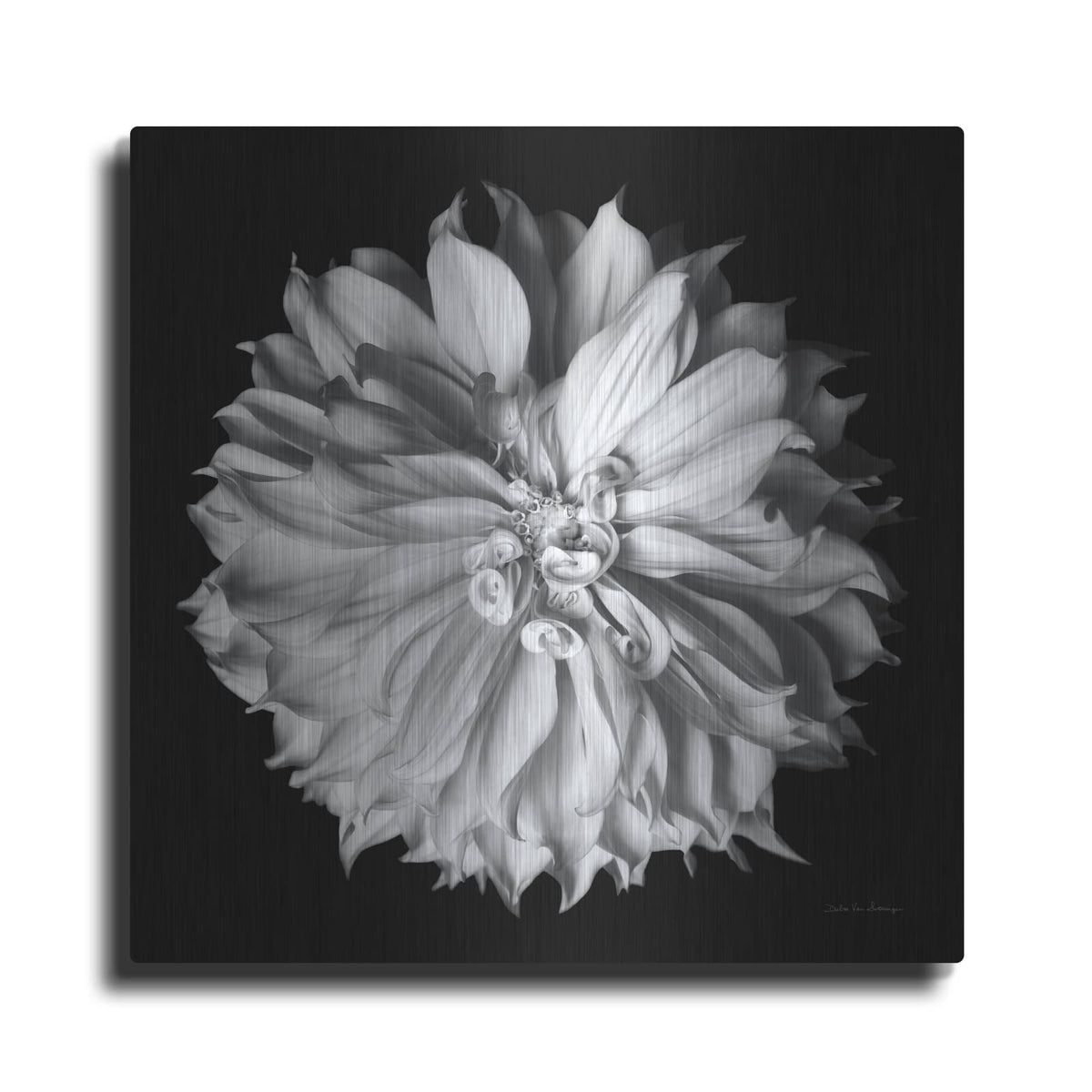 'Dahlia 2 Bw' by Debra Van Swearingen – Metal Wall Art