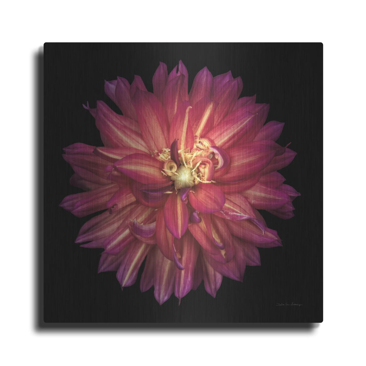 'Dahlia 3' by Debra Van Swearingen – Metal Wall Art