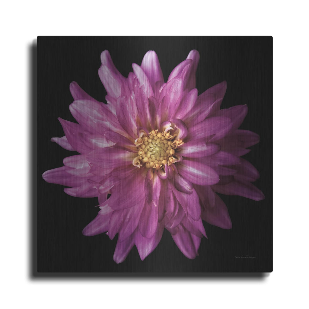 'Dahlia 5' by Debra Van Swearingen – Metal Wall Art