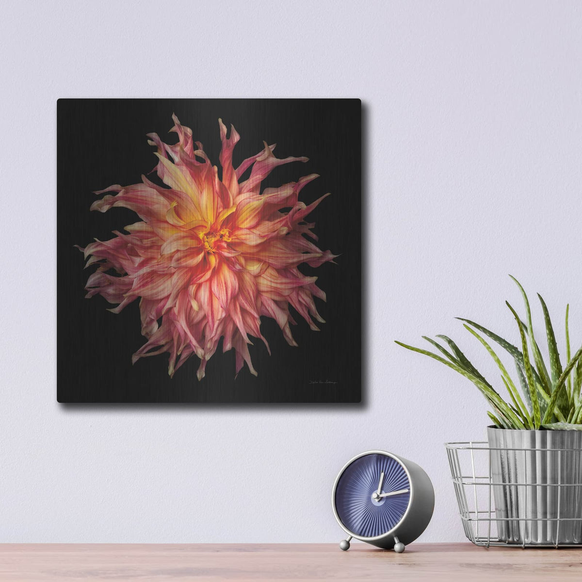 'Dahlia 6' by Debra Van Swearingen – Metal Wall Art, 12x12 room view