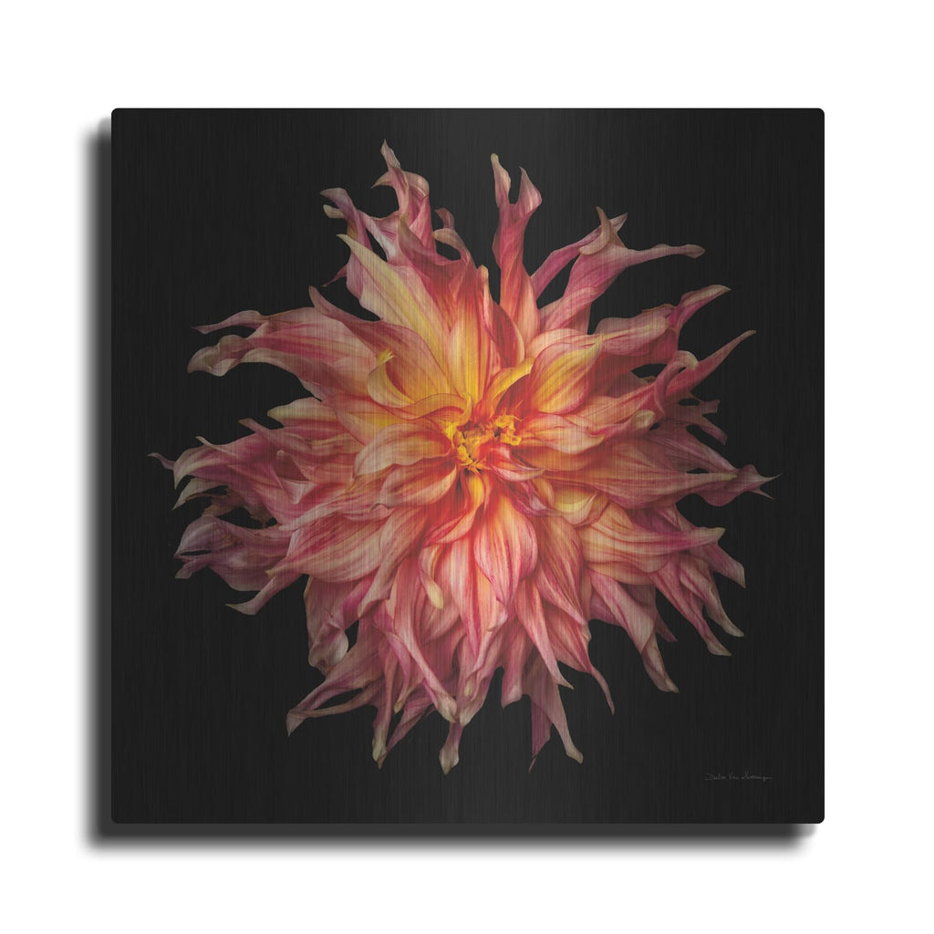 'Dahlia 6' by Debra Van Swearingen – Metal Wall Art