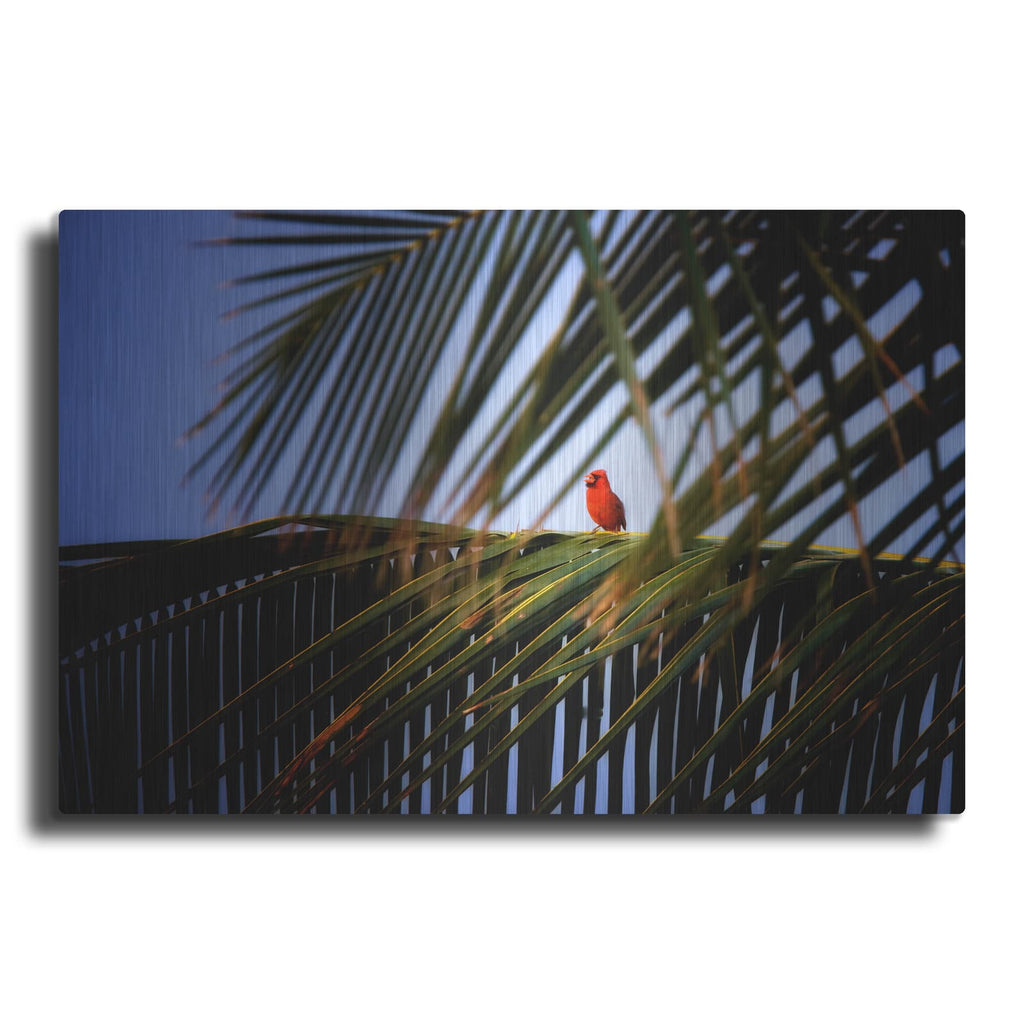'Cardinal' by Dennis Frates – Metal Wall Art