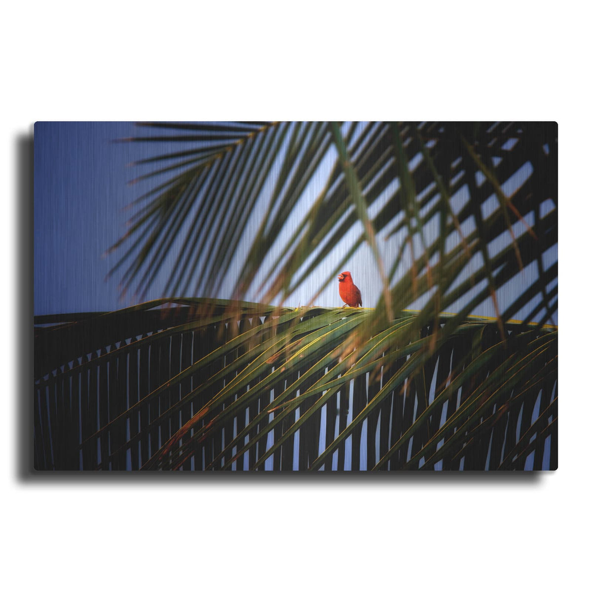 'Cardinal' by Dennis Frates – Metal Wall Art