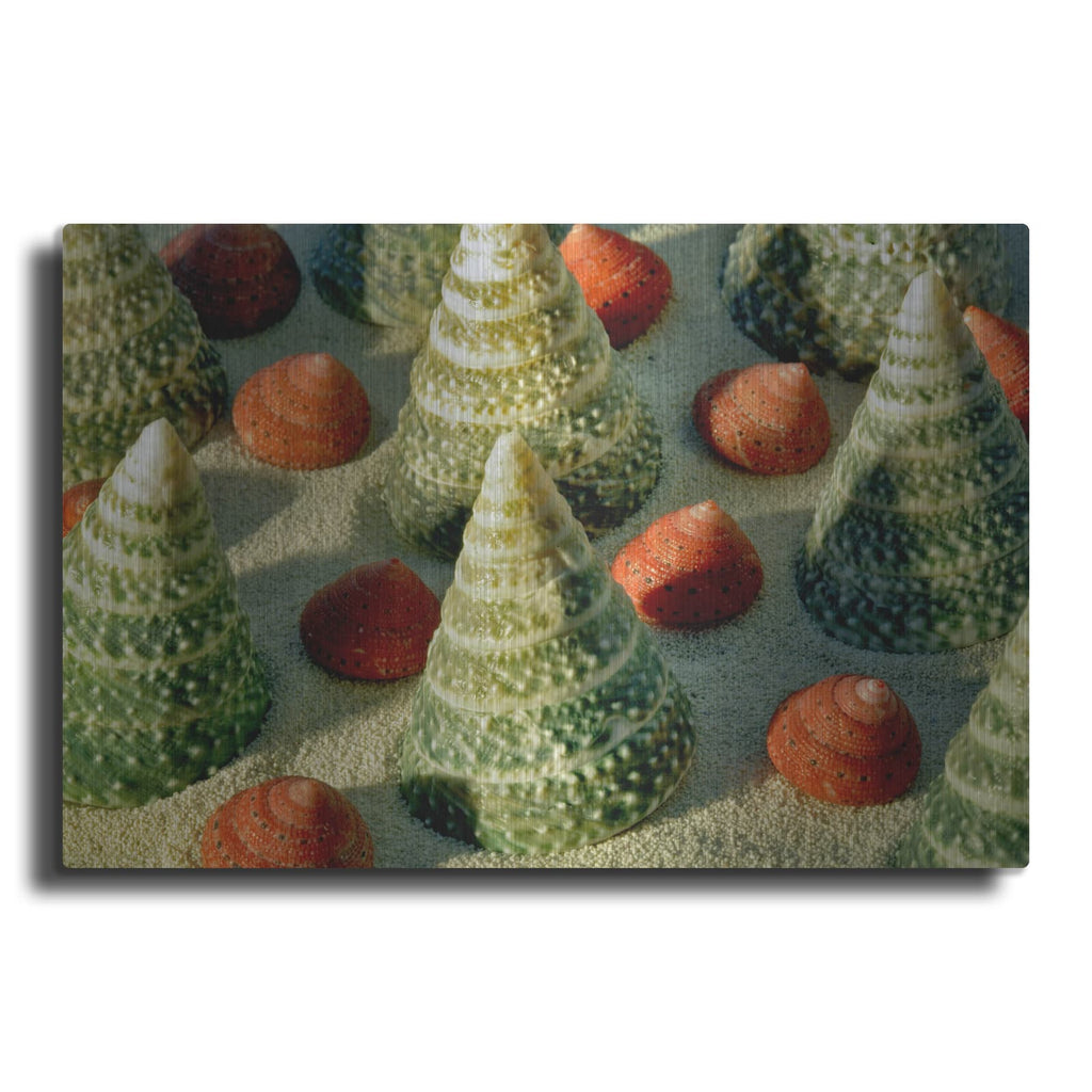 'Tree Shells' by Dennis Frates – Metal Wall Art
