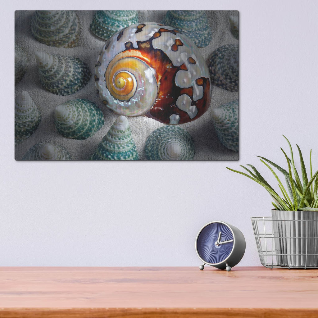 'Shell Spiral' by Dennis Frates – Metal Wall Art, 16x12 room view