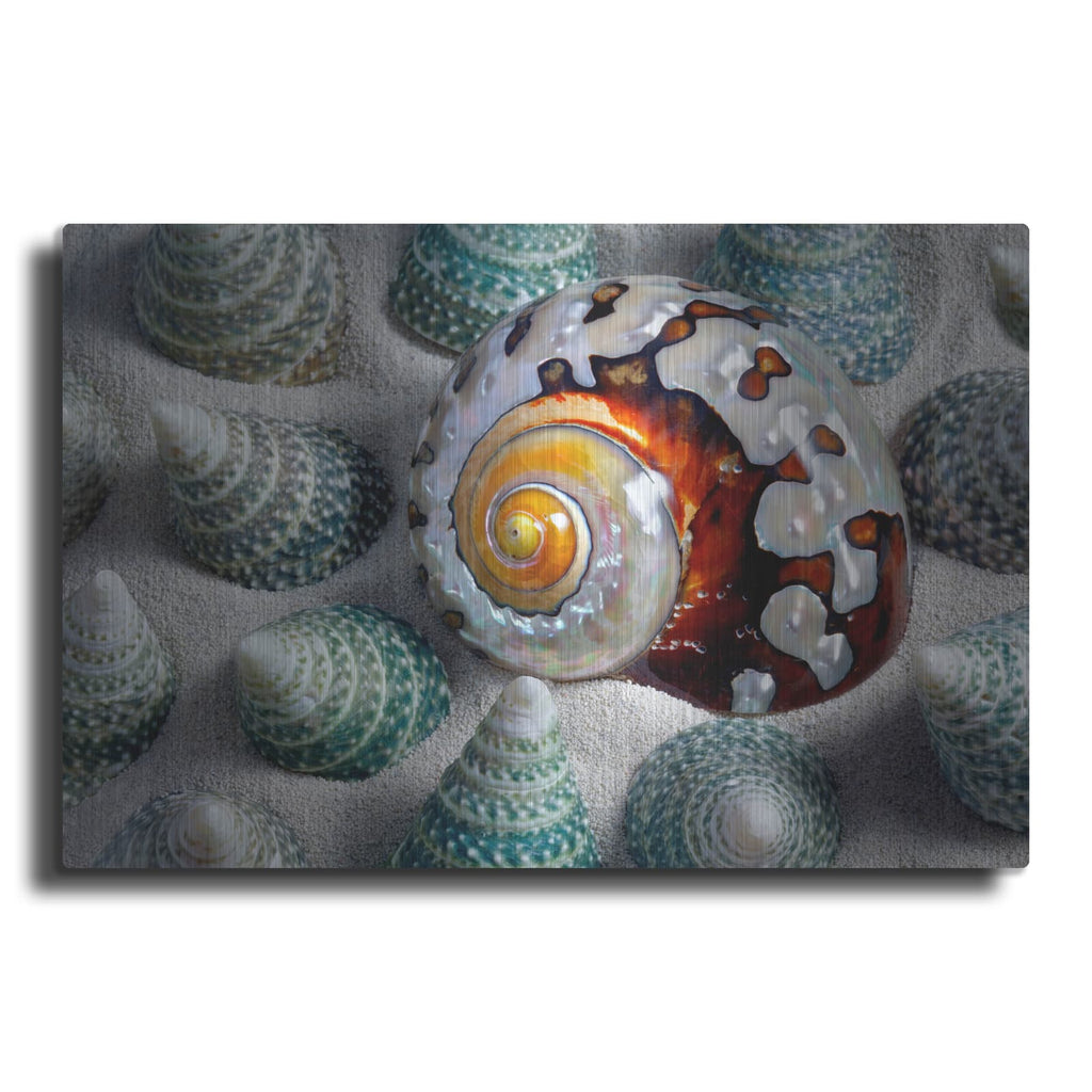 'Shell Spiral' by Dennis Frates – Metal Wall Art
