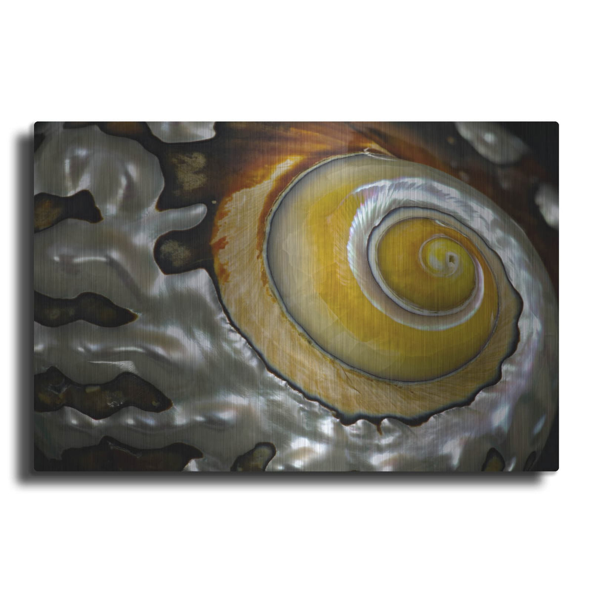 'Shell Spiral II' by Dennis Frates – Metal Wall Art